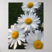 Poster Marguerite blanche (Devant)