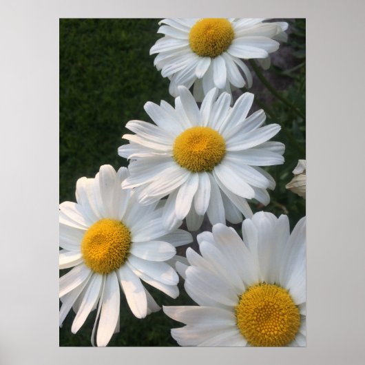 Poster Marguerite blanche (Devant)