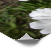 Poster Marguerite de Shasta (Chrysanthemum maximum) (Coin)