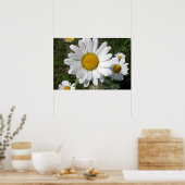Poster Marguerite de Shasta (Chrysanthemum maximum) (Cuisine)