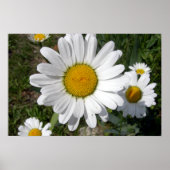 Poster Marguerite de Shasta (Chrysanthemum maximum) (Devant)