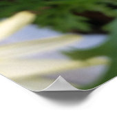 Poster marguerite jaune (Coin)