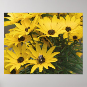 Poster Marguerite Jaune Et Abeille Bumble