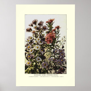 Poster Marguerite Michaelmas