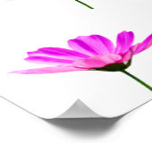 Poster Marguerite rose (Coin)