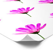 Poster Marguerite rose (Coin)