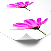 Poster Marguerite rose (Coin)