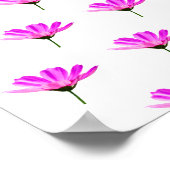 Poster Marguerite rose (Coin)