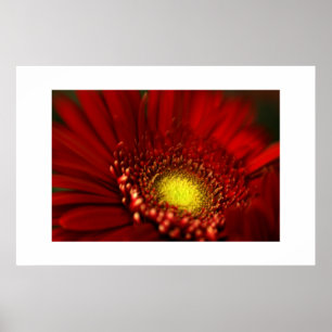 Poster Marguerite rouge de Gerbera