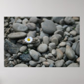 Poster marguerite sur rochers (Devant)