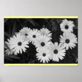 Poster Marguerites (Devant)