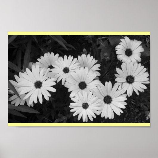 Poster Marguerites (Devant)