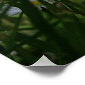 Poster Marguerites (Coin)