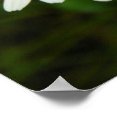 Poster Marguerites (Coin)