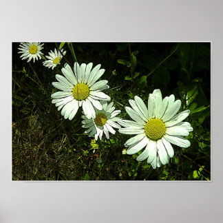 Poster Marguerites