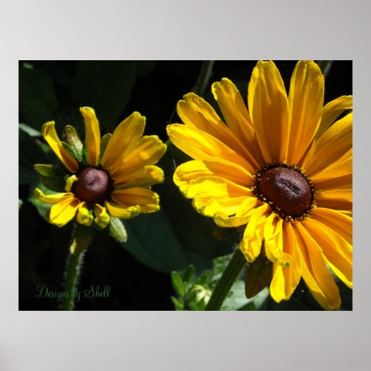 Poster Marguerites à oeil noir (Devant)