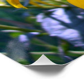 Poster Marguerites à œil noir (Coin)