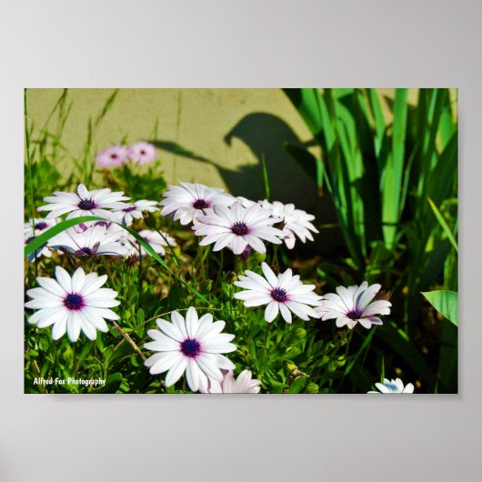 Poster Marguerites africaines blanches (Devant)