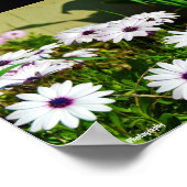 Poster Marguerites africaines blanches (Coin)