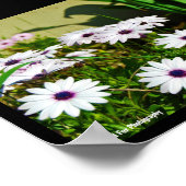 Poster Marguerites africaines blanches (Coin)