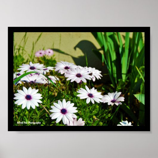 Poster Marguerites africaines blanches (Devant)