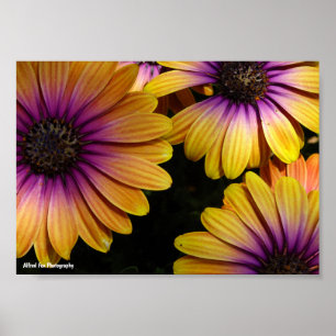 Poster Marguerites africaines jaunes et violettes