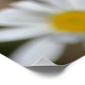 Poster Marguerites au printemps (Coin)