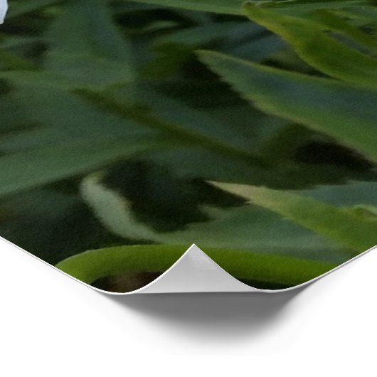 Poster marguerites blanches (Coin)