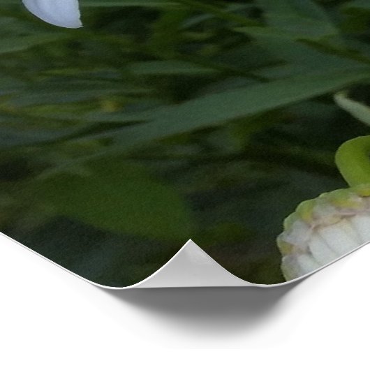 Poster marguerites blanches (Coin)