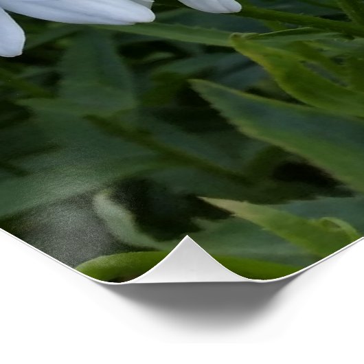 Poster marguerites blanches (Coin)