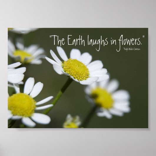 Poster Marguerites blanches sauvages (Devant)