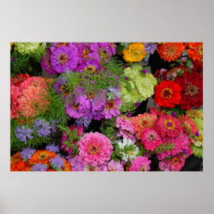 Poster marguerites colorées