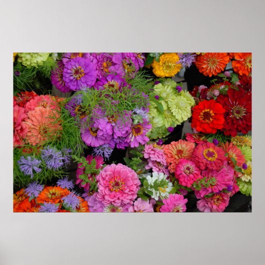 Poster marguerites colorées (Devant)