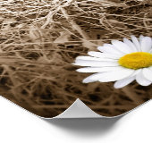 Poster Marguerites de campagne (Coin)