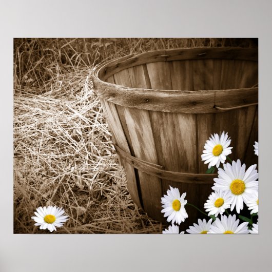 Poster Marguerites de campagne (Devant)