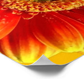 Poster Marguerites de Gerbera jaune et orange (Coin)