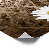 Poster Marguerites de pays (Coin)