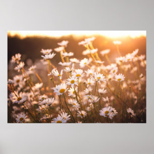 Poster Marguerites des prés de coucher du soleil