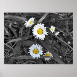 Poster Marguerites en noir blanc et jaune