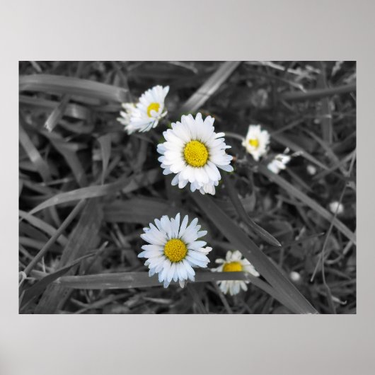 Poster Marguerites en noir blanc et jaune (Devant)