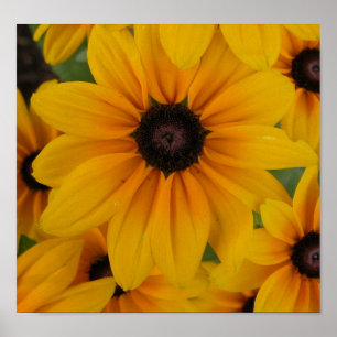 Poster marguerites jaunes