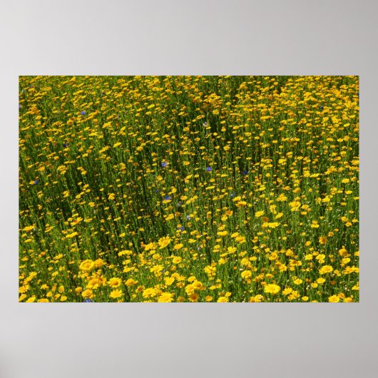 Poster Marguerites jaunes (Devant)