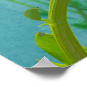 Poster Marguerites sur fond bleu (Coin)