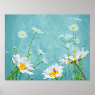 Poster Marguerites sur fond bleu