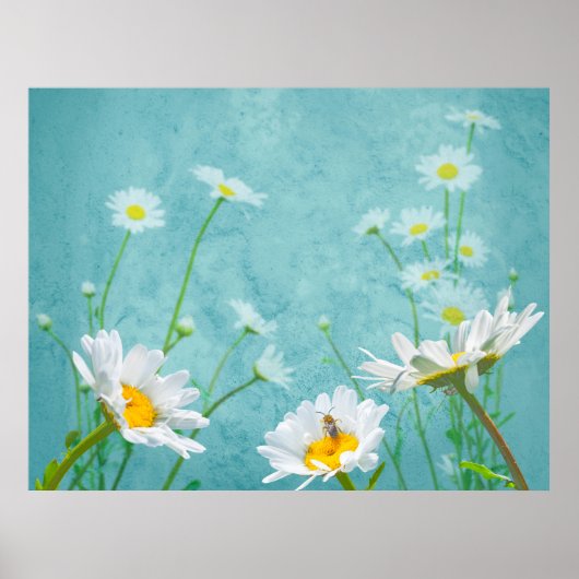 Poster Marguerites sur fond bleu (Devant)