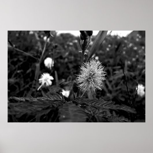 Poster Maria fecha a porta  - dark (Devant)