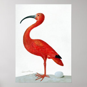 Poster Maria Sibylla Merian Scarlet Ibis avec Oeuf