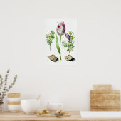 Poster Maria Sibylla Merian Tulip, deux branches de Myrtl (Cuisine)