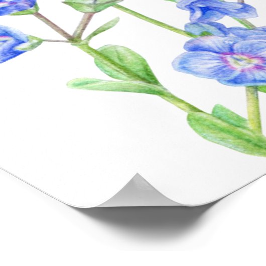 Poster Mariage bleu Speedwell Planner Table Planner 1-8 (Coin)