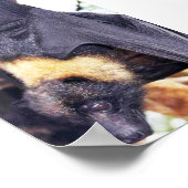 Poster Mariana Fruit Bat (Coin)